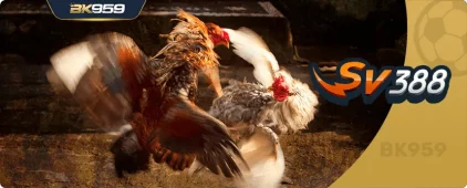 sv388 cockfighting